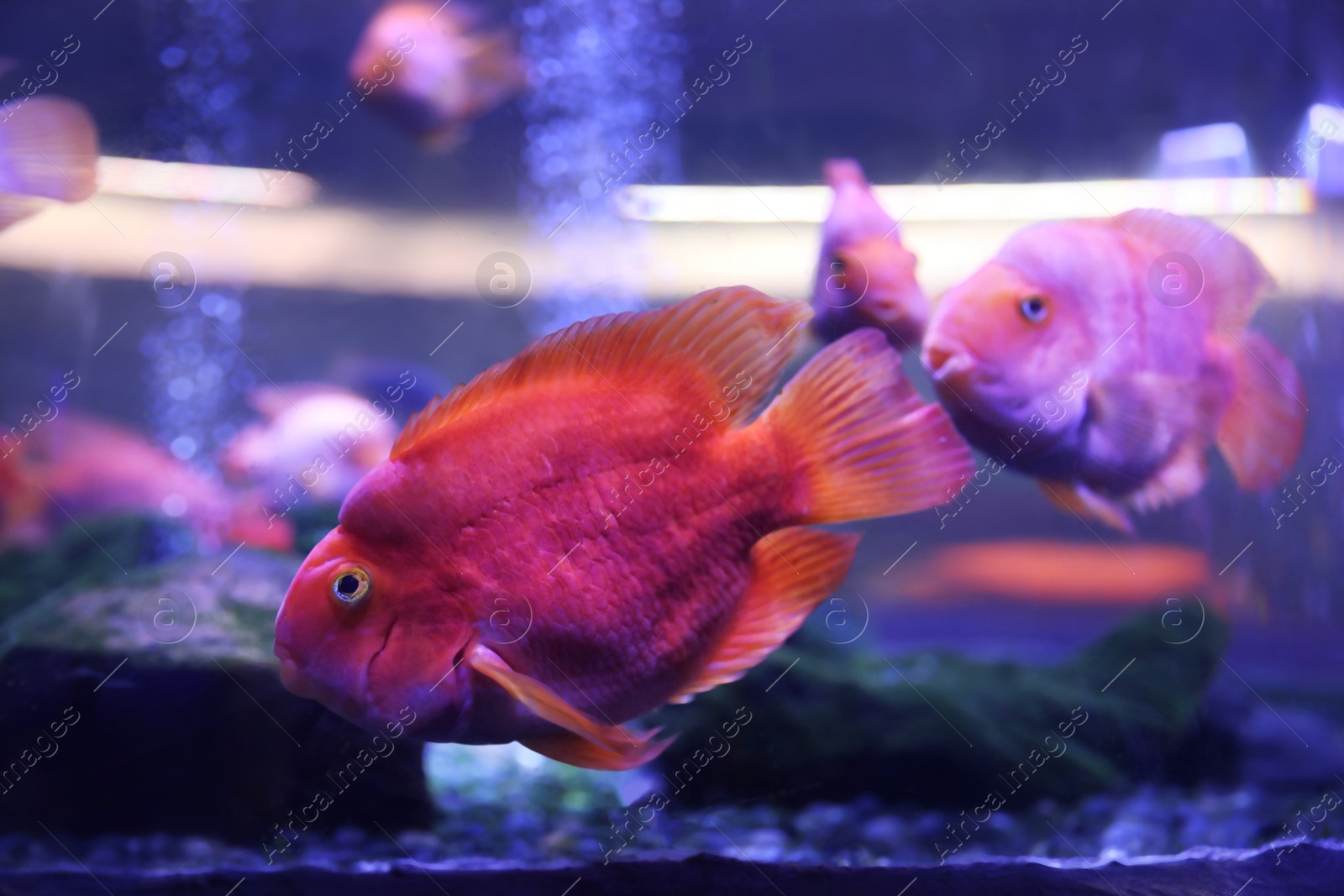 Photo of Beautiful blood parrot cichlid fish in clear aquarium