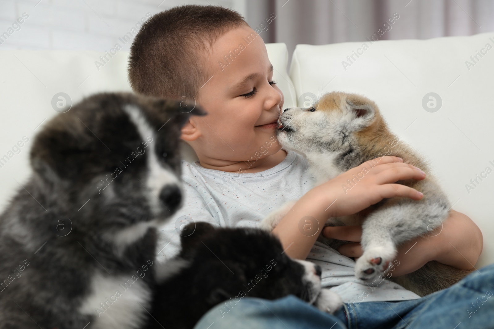 Photo of Little boy with Akita inu puppies on sofa at home. Friendly dog