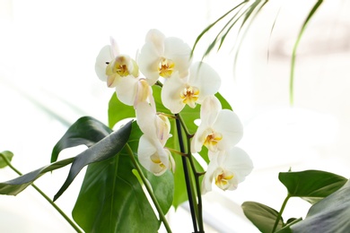 Beautiful white orchid flowers on blurred background. Tropical plant