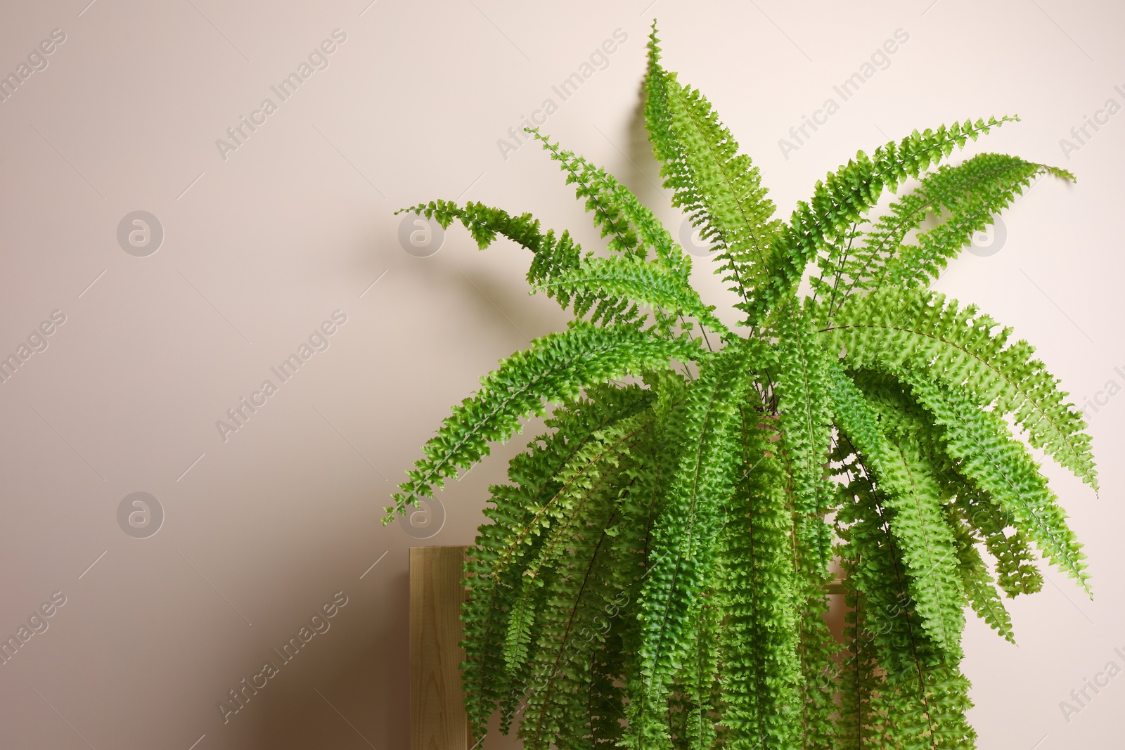 Photo of Beautiful fern plant near beige wall, space for text. House decor