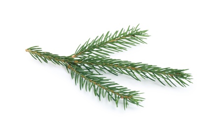 Photo of Branch of fir tree on white background