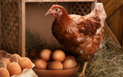 Image of Fresh raw eggs and chicken in henhouse