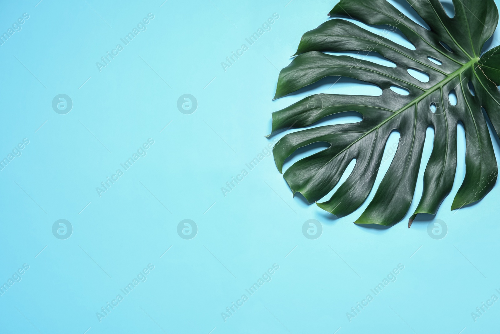 Photo of Green fresh monstera leaf on color background, top view with space for text. Tropical plant