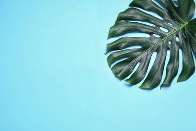 Photo of Green fresh monstera leaf on color background, top view with space for text. Tropical plant