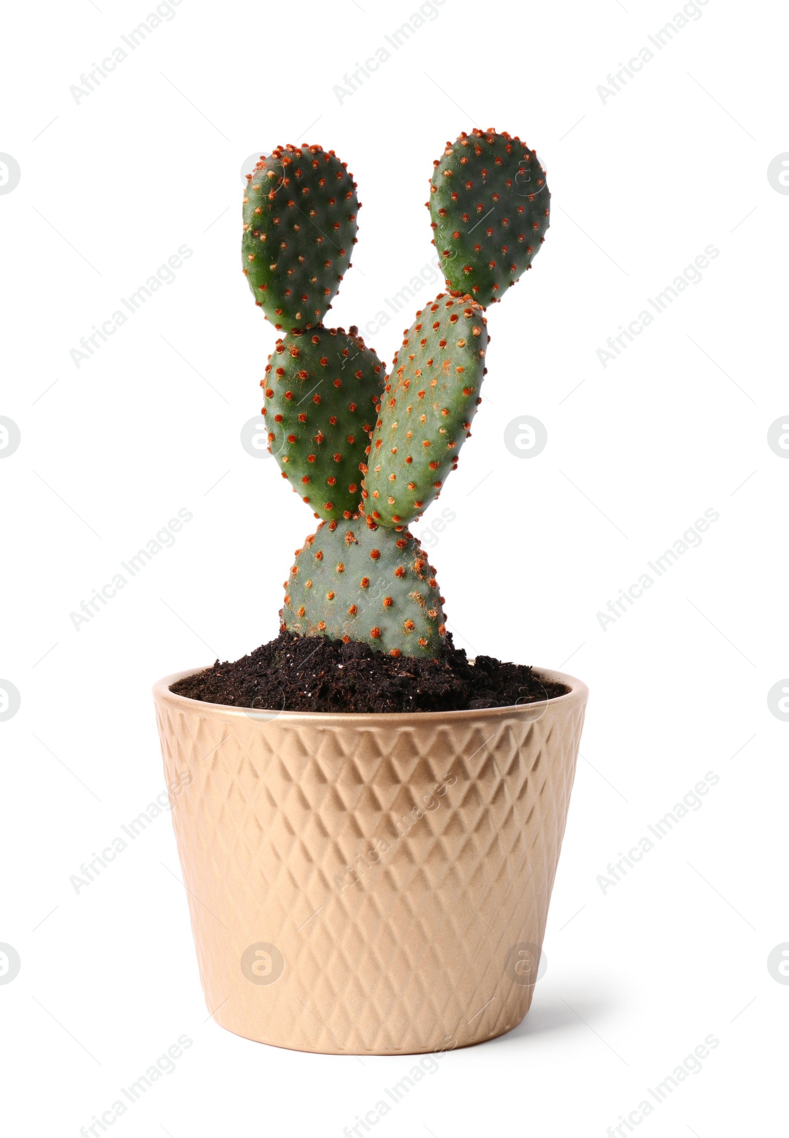 Photo of Beautiful Opuntia cactus in pot on white background