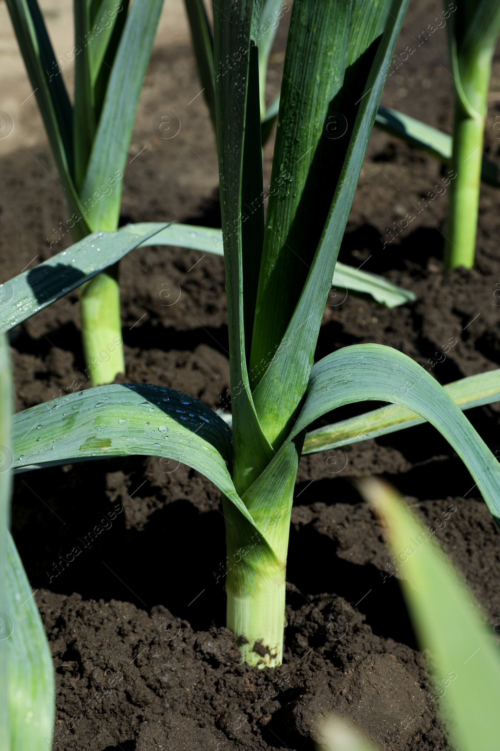 Photo of Fresh green leek growing in field on sunny day