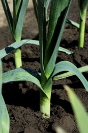 Fresh green leek growing in field on sunny day