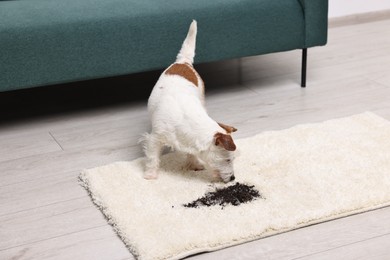 Photo of Cute dog near mud stain on rug indoors. Space for text
