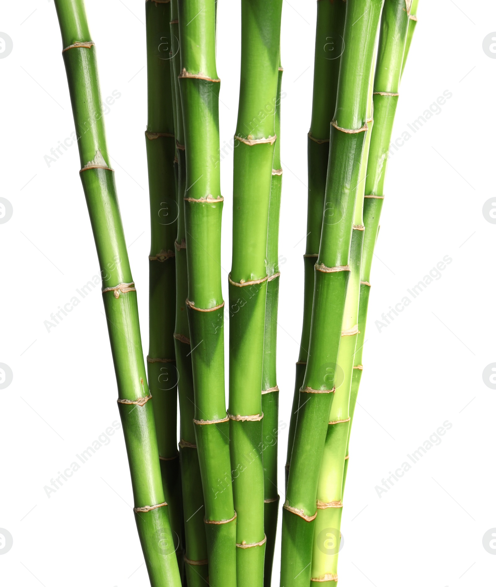 Photo of Beautiful green bamboo stems on white background