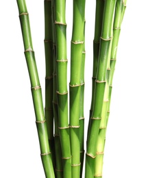 Beautiful green bamboo stems on white background