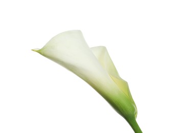 Photo of Beautiful calla lily flower on white background