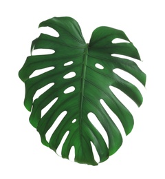 Green fresh monstera leaf isolated on white. Tropical plant