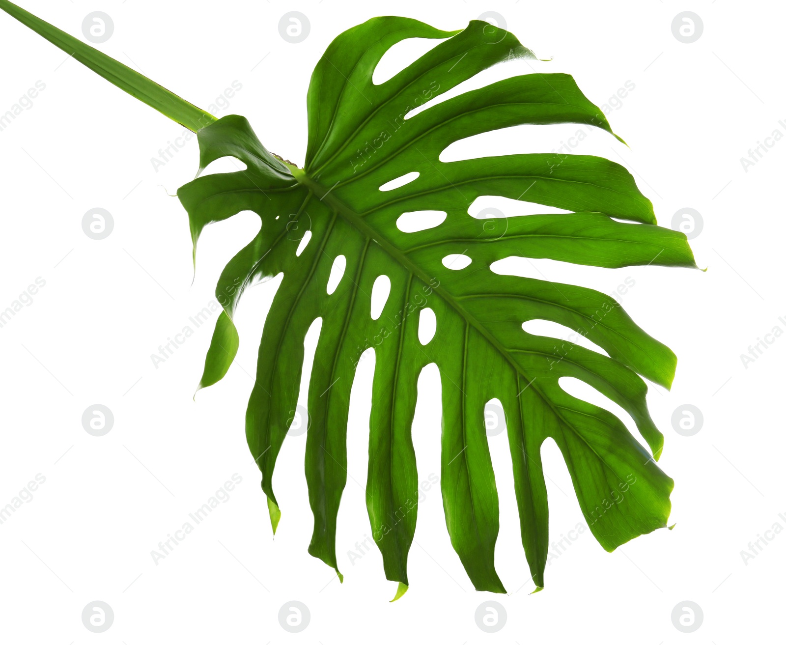 Photo of Fresh tropical monstera leaf on white background