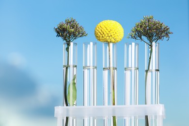 Photo of Different plants in test tubes on blurred background, closeup
