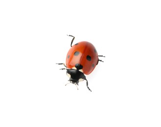Photo of Beautiful red ladybug isolated on white, top view