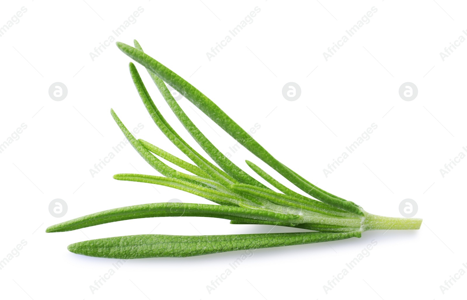 Photo of Aromatic green rosemary sprig isolated on white. Fresh herb