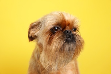 Photo of Studio portrait of funny Brussels Griffon dog on color background