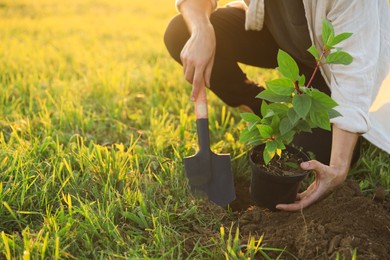 Photo of Man planting tree outdoors on sunny day, closeup. Space for text