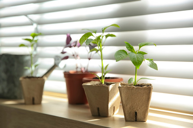 Photo of Window sill with young vegetable seedlings indoors