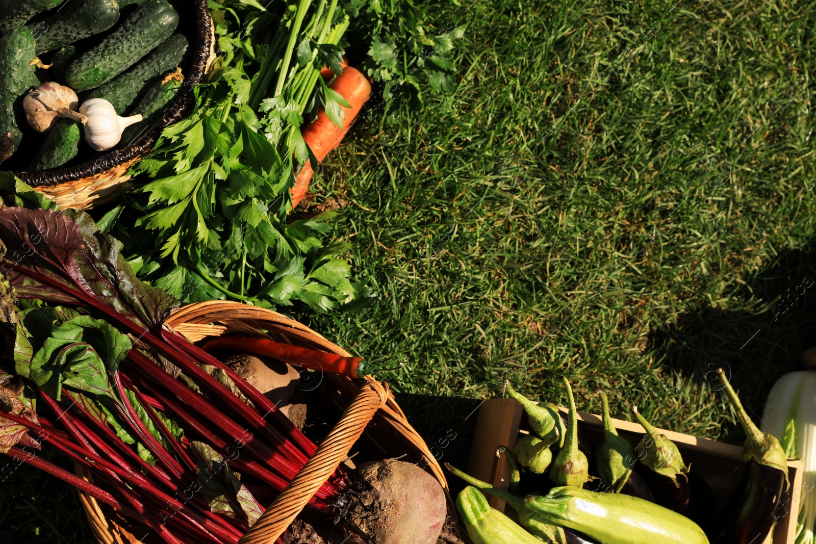 Photo of Different fresh ripe vegetables on green grass, flat lay. Space for text