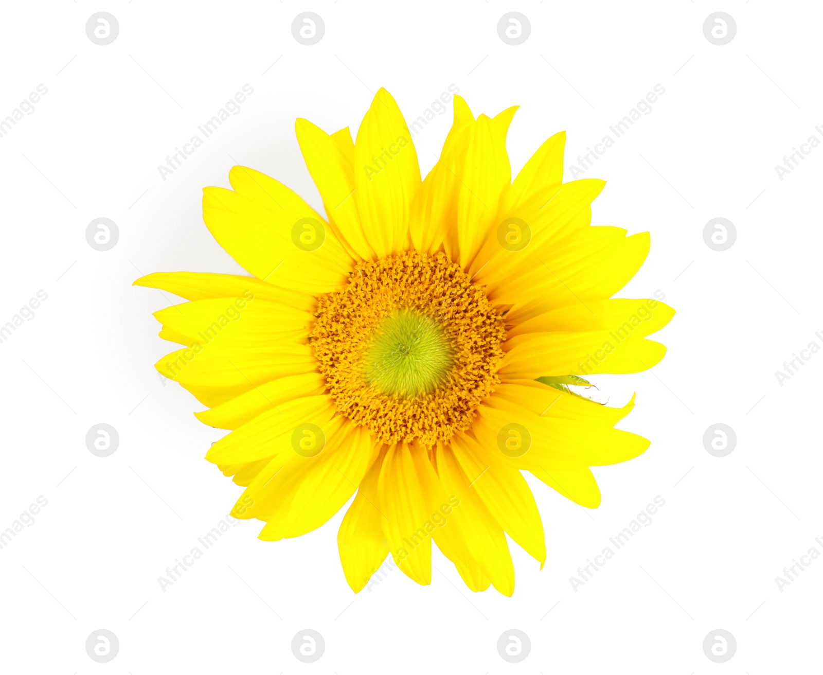 Photo of Beautiful bright sunflower on white background