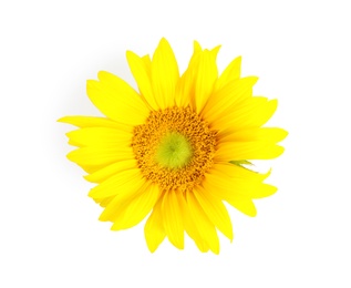 Photo of Beautiful bright sunflower on white background