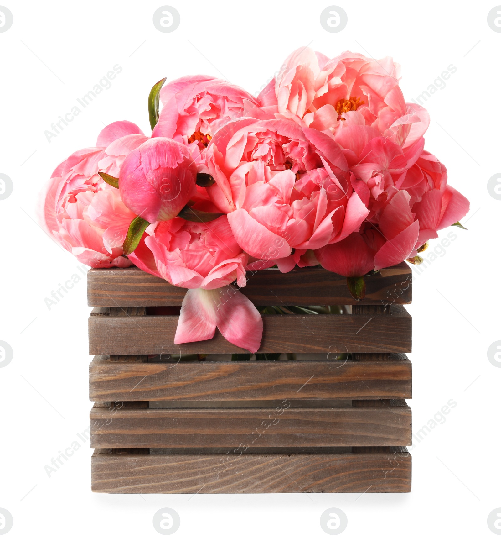 Photo of Wooden crate with beautiful pink peonies on white background