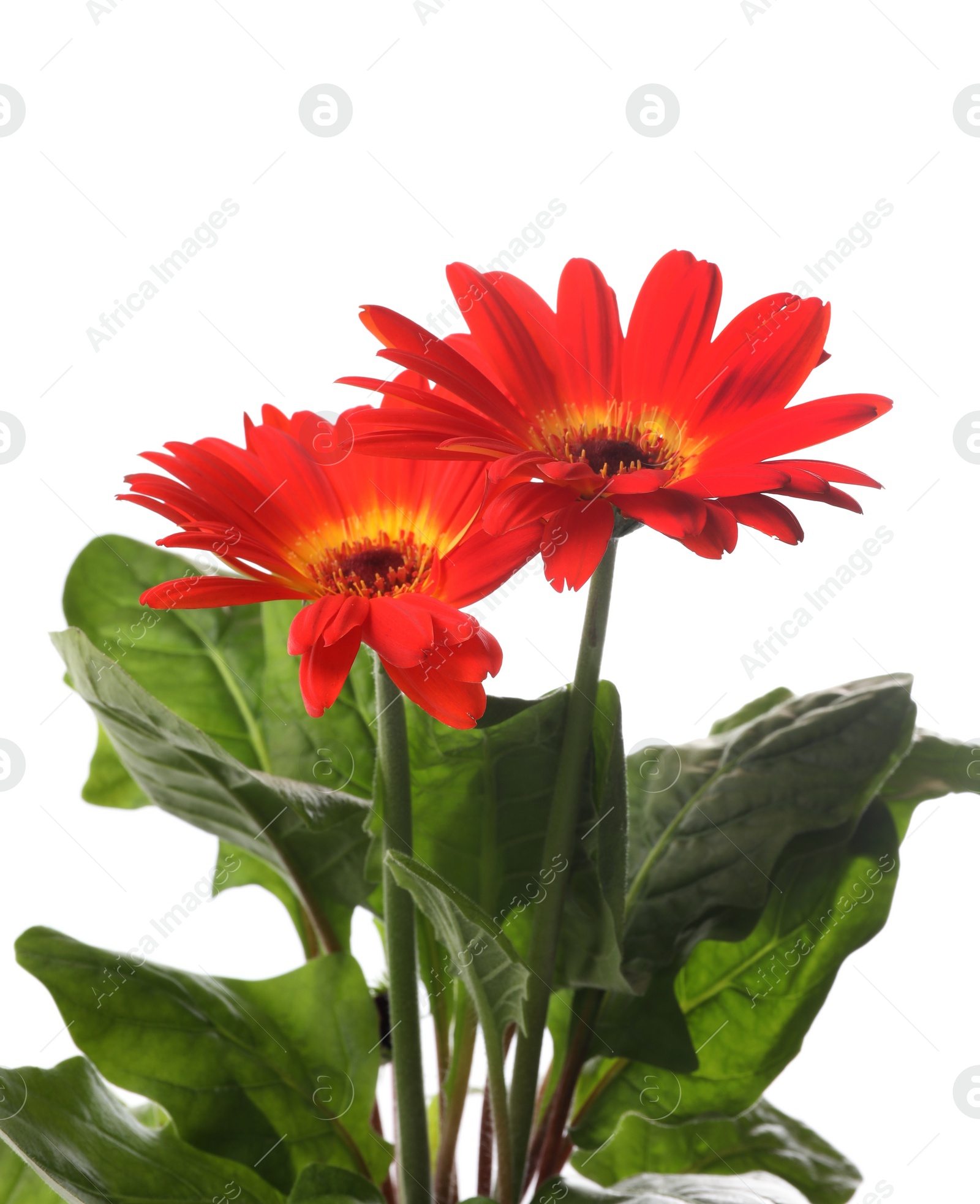 Photo of Beautiful colorful gerbera flowers on white background