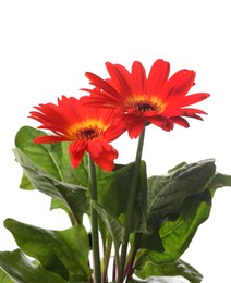 Beautiful colorful gerbera flowers on white background