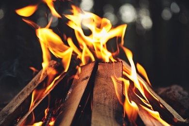 Photo of Beautiful bonfire with burning firewood in forest, closeup