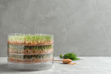 Photo of Wheat grass in sprouter on table against color background, space for text