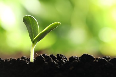 Photo of Young vegetable seedling growing in soil outdoors, space for text