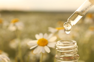 Photo of Dripping essential oil from pipette into bottle in chamomile field, closeup. Space for text