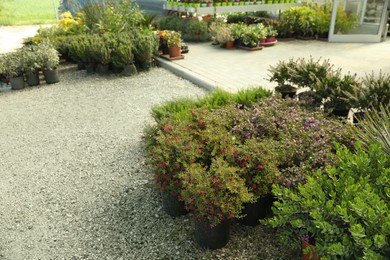 Photo of Many different potted plants near garden center