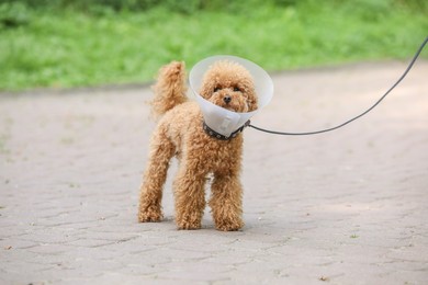 Photo of Cute Maltipoo dog with Elizabethan collar outdoors
