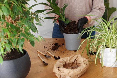 Photo of Woman in gloves transplanting houseplant into new pot at wooden table indoors, closeup