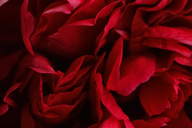 Photo of Beautiful red peonies as background, closeup view