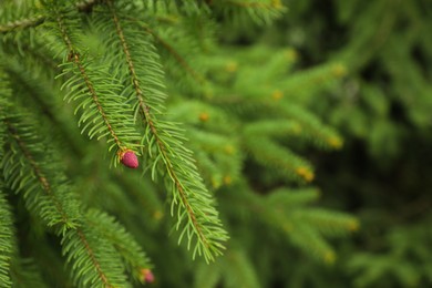 Photo of Green branches of beautiful conifer tree with small pink cones outdoors, closeup. Space for text