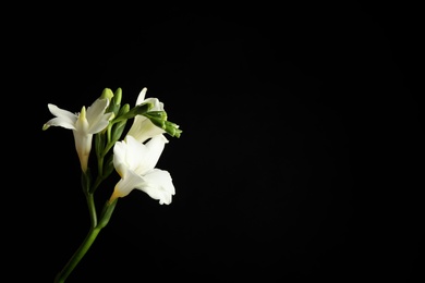 Photo of Beautiful white freesia flowers on black background. Space for text