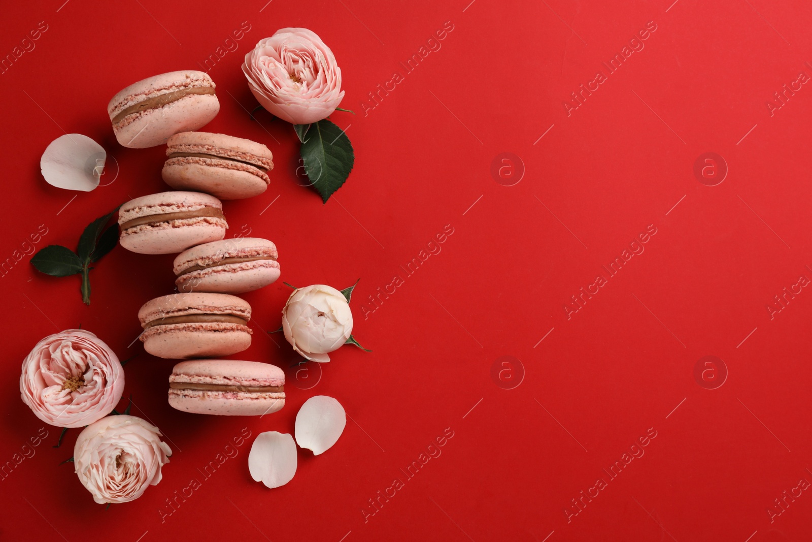 Photo of Delicious macarons and roses on red background, flat lay. Space for text