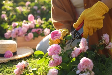 Photo of Woman pruning tea rose bush in garden, closeup. Space for text