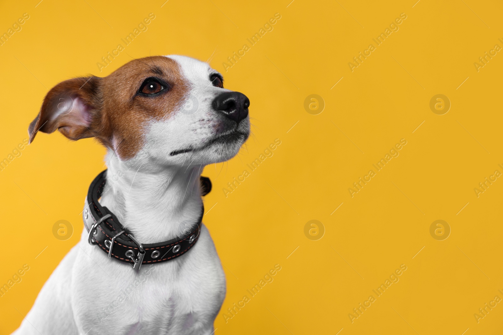 Photo of Adorable Jack Russell terrier with collar on yellow background, space for text