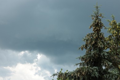 Sky with heavy rainy clouds over fir trees. Stormy weather