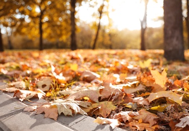 Beautiful leaves on ground in park. Autumn season