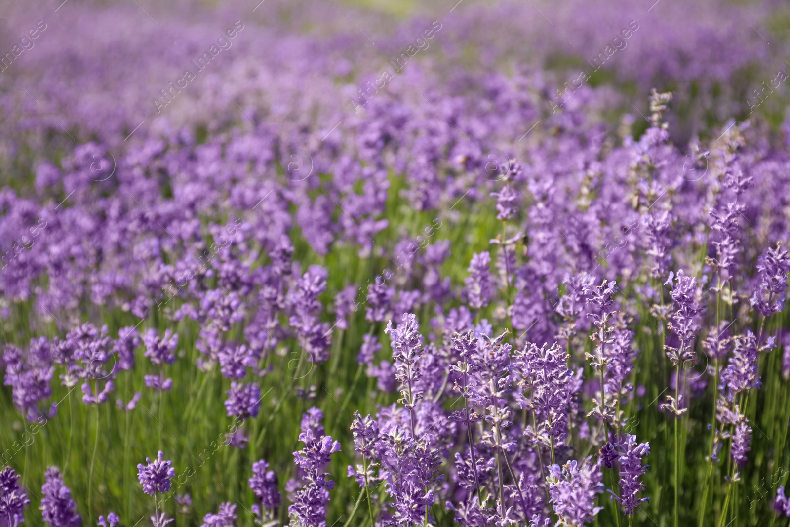 Photo of Beautiful blooming lavender field on summer day