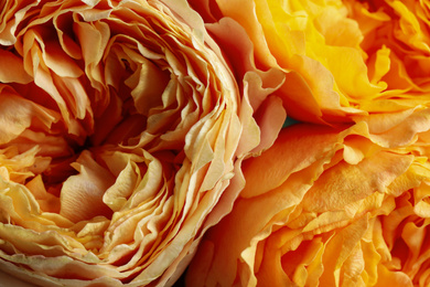 Photo of Beautiful fresh roses as background, closeup view. Floral decor