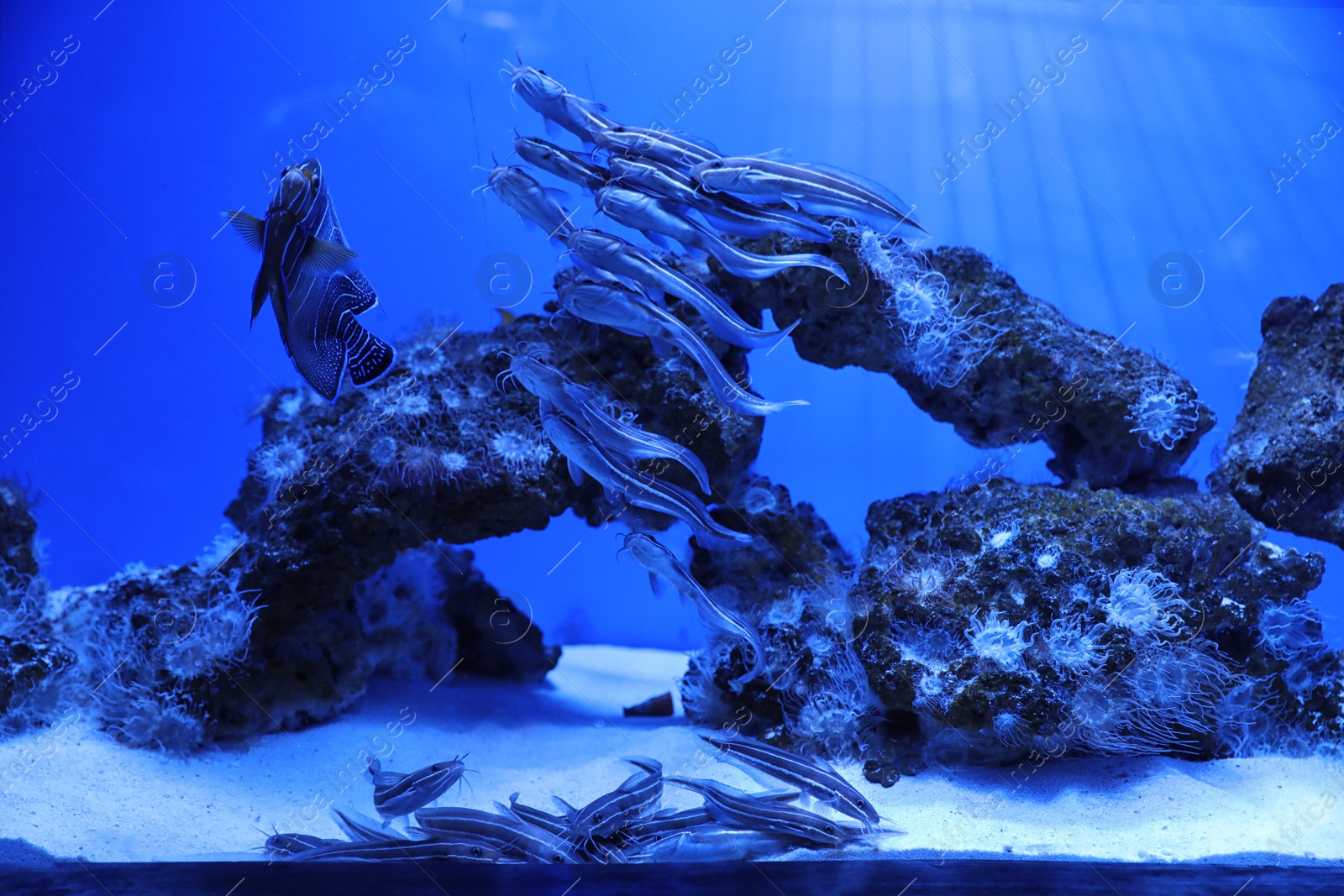 Photo of School of catfish swimming in clear aquarium water