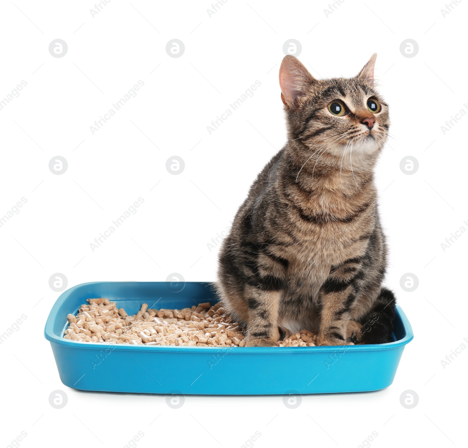 Photo of Tabby cat in litter box on white background