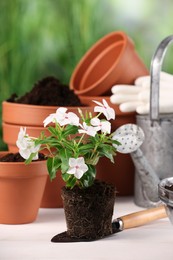 Beautiful flower, pots and gardening tools on white wooden table outdoors