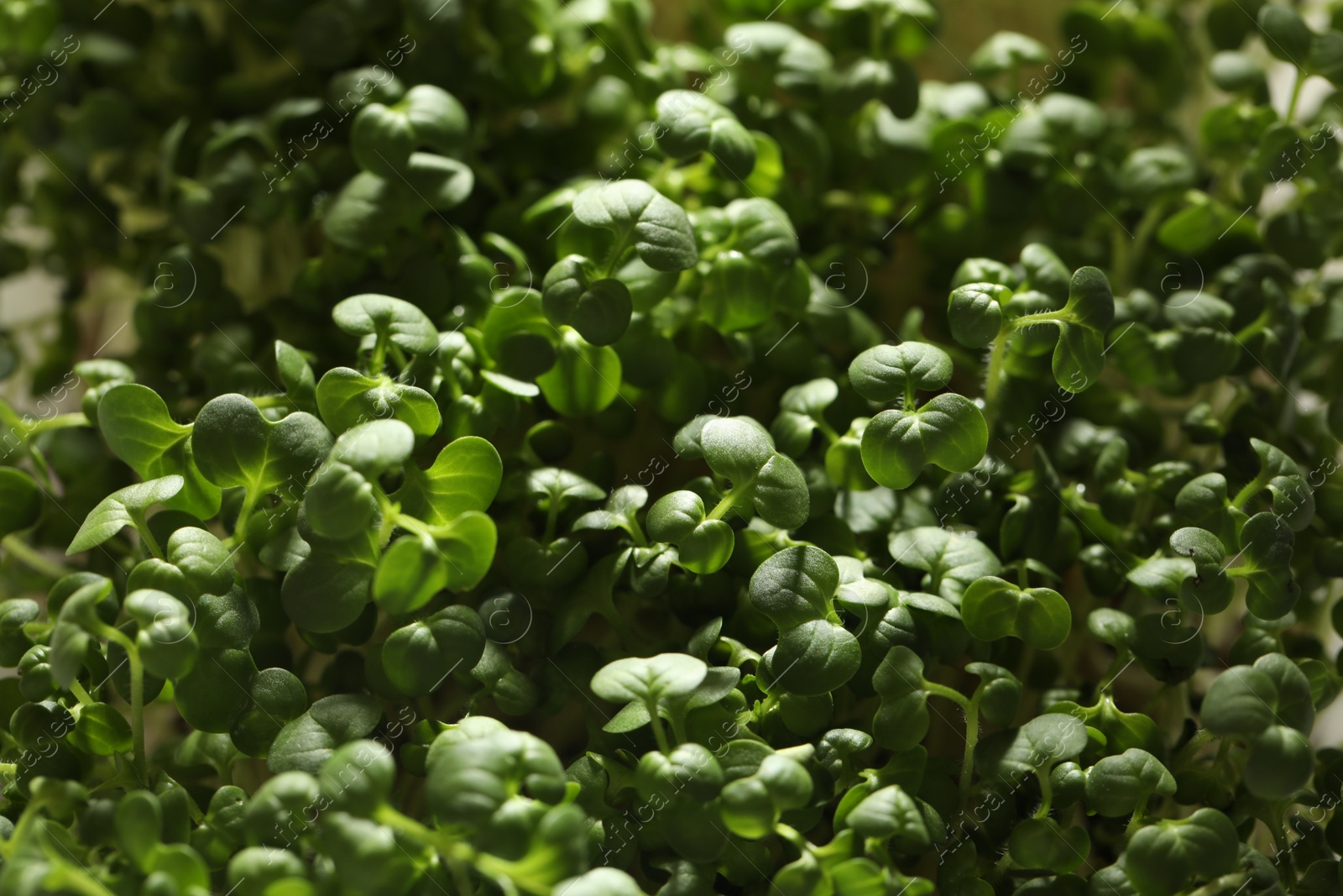 Photo of Sprouted arugula seeds as background, closeup view